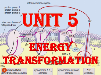 11 Unit 5 (1).pdf